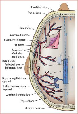thumbs/Superior View of Cranial Meninges and Superior Sagittal Sinus.jpeg.jpg